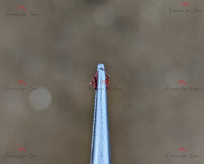 Saphir Padparadscha 0,76 carats, Saphir Padparadscha véritable de Ceylan non chauffé non traité de taille coussin pour elle.